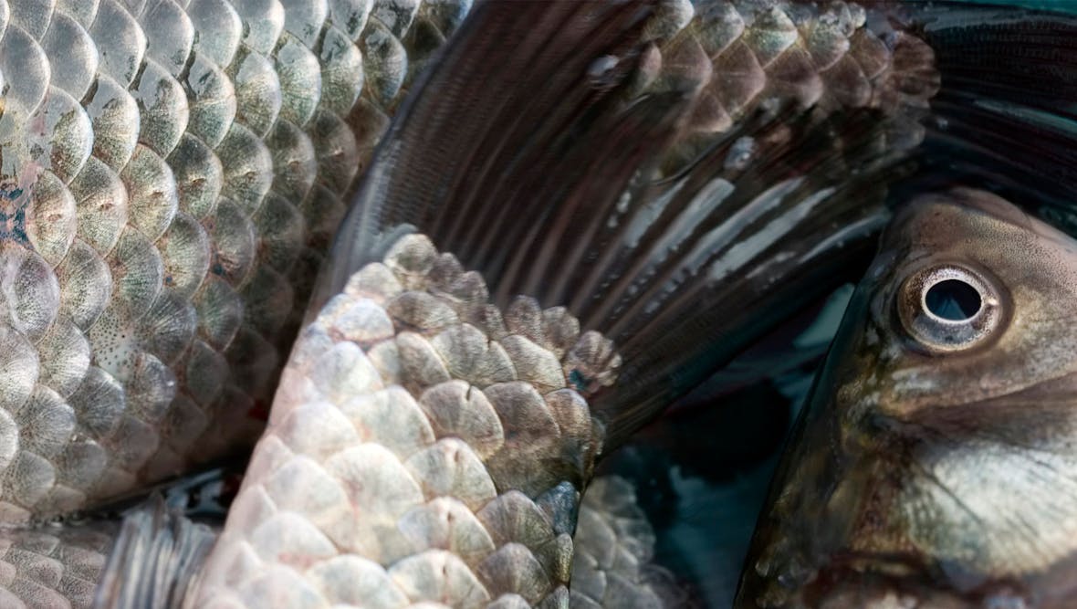 «Soft Closing» Bonafide Global Fish Fund per 28. August 2019