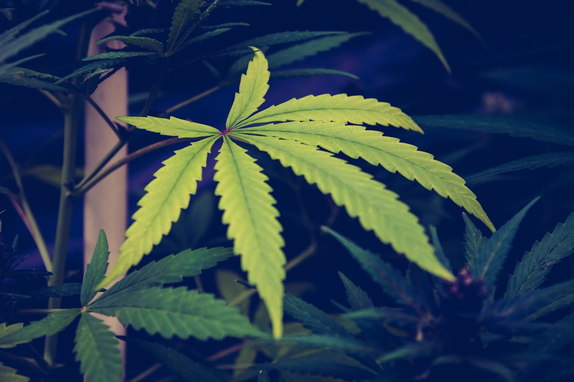 Cannabis legal - ein Milliardenmarkt