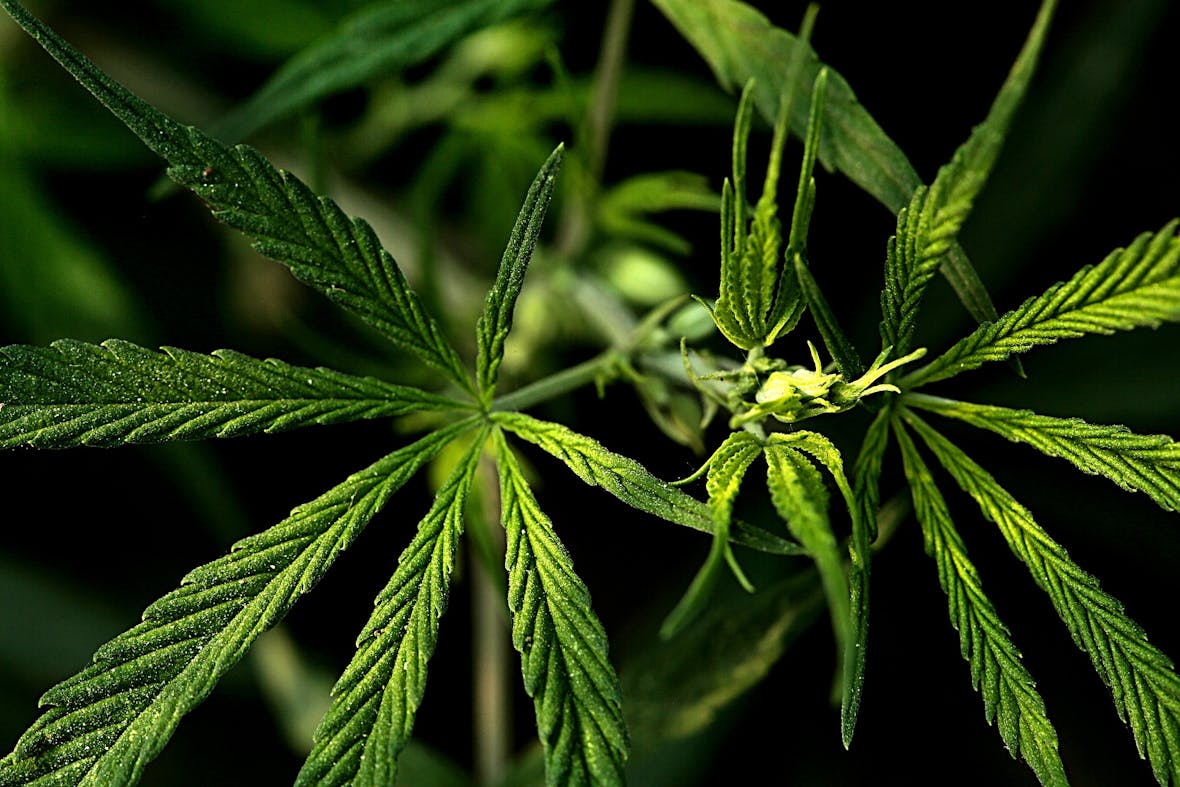 Medical Cannabis bereichert das Repertoire der Schulmedizin  